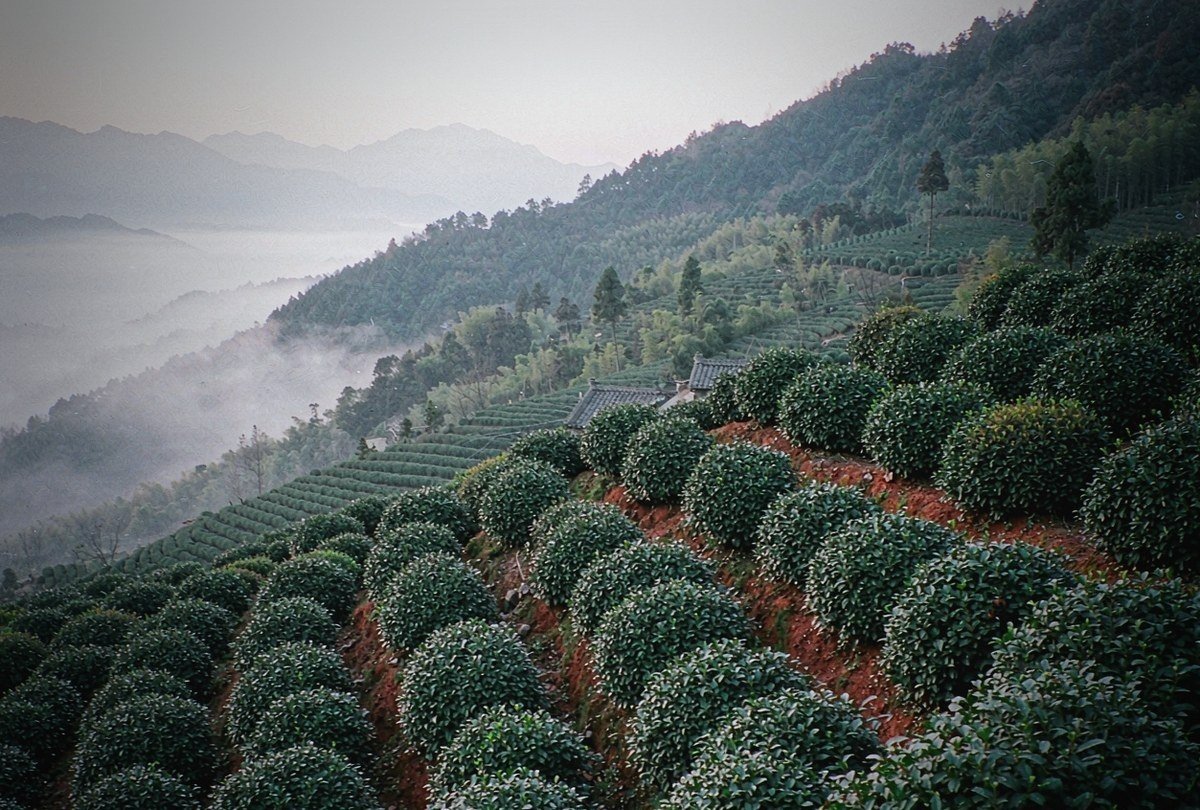 Mountain tea garden in the Phoenix (Fenghuang) Dancong origin area