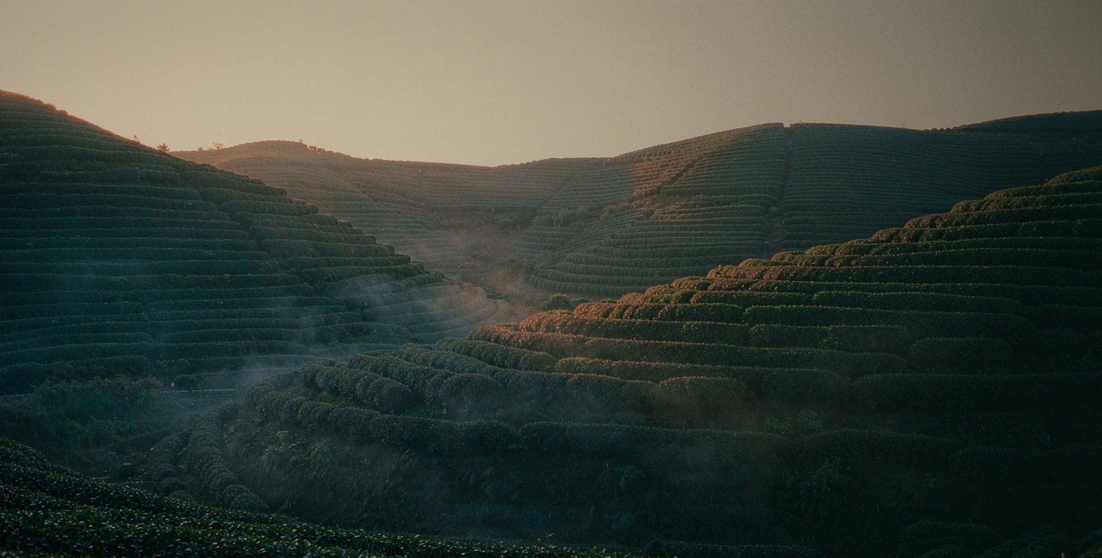 Terraced tea hills in the Fenghuang Dancong growing area of Chaozhou, Guangdong